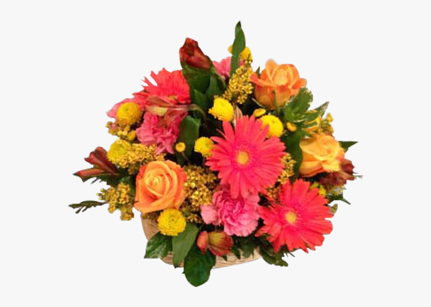 Barberton Daisy, HD Png Download