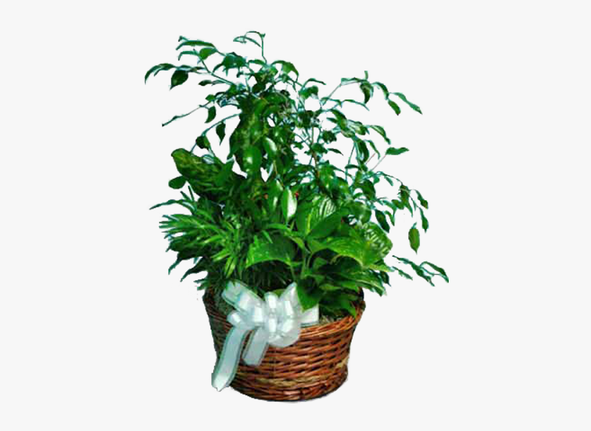 Houseplant, HD Png Download