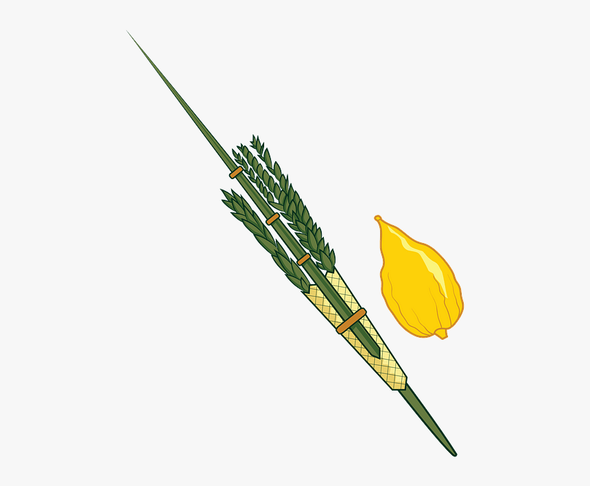 Clipart Lulav And Etrog, HD Png Download