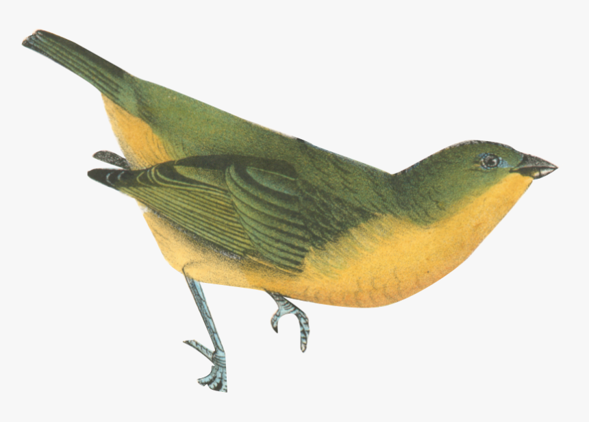 Burd - Old World Flycatcher, HD Png Download