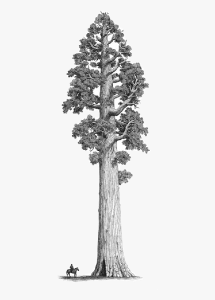 Sequoiadendron Giganteum Drawing, HD Png Download