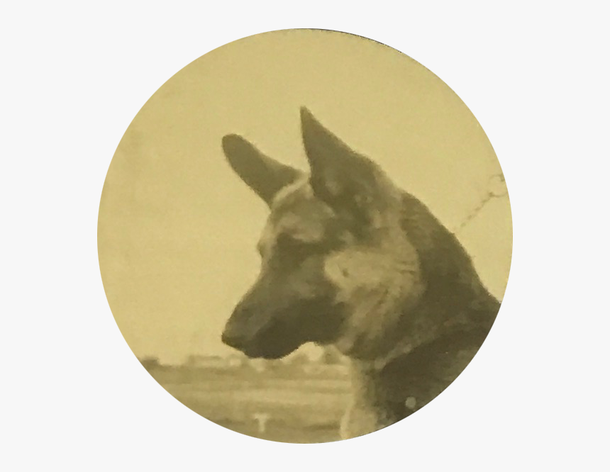 Basenji, HD Png Download