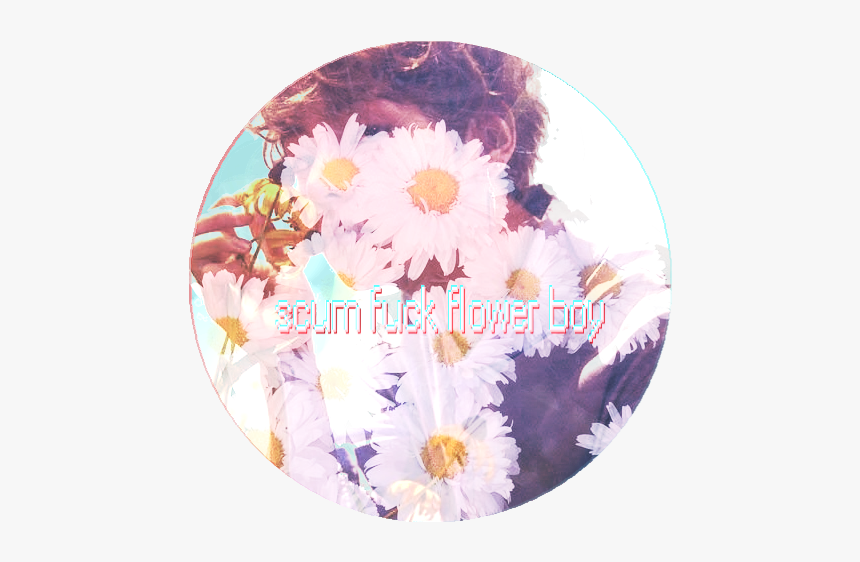 Chrysanths, HD Png Download