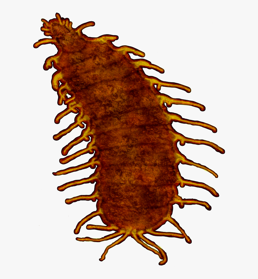 Isopod, HD Png Download