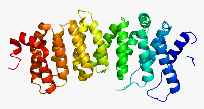 Protein Ppp2r5d Pdb 2jak, HD Png Download