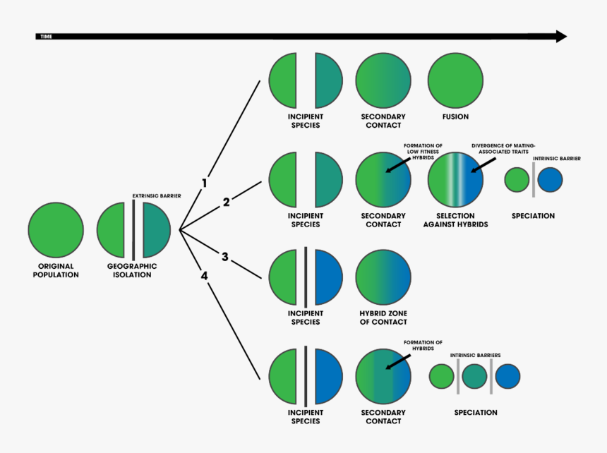Consequences Of Secondary Contact - Secondary Consequences, HD Png Download