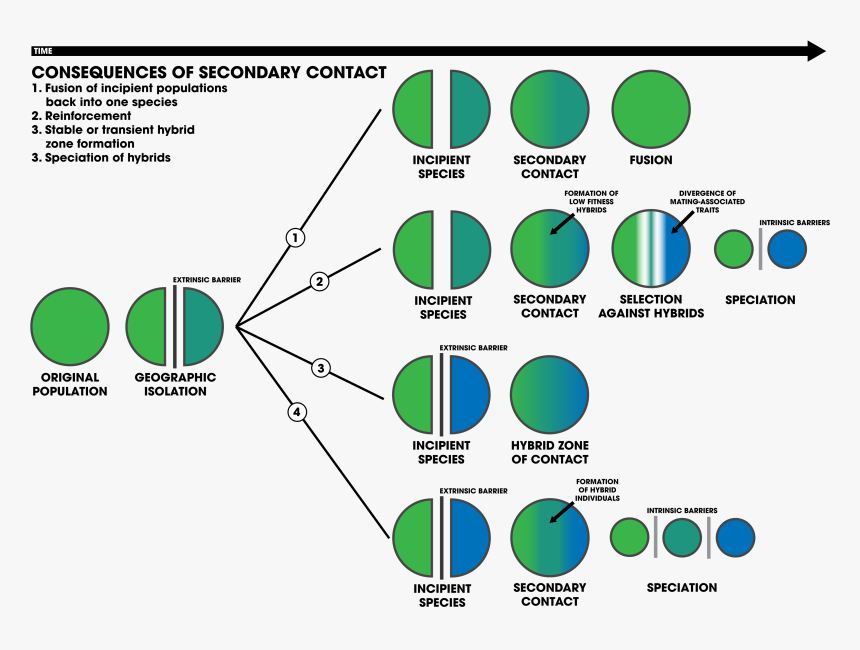 Primary Hybrid Zone, HD Png Download