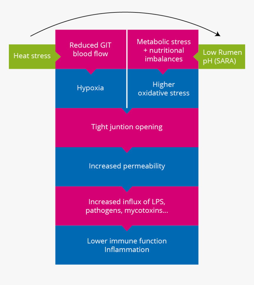 Graphic Design, HD Png Download