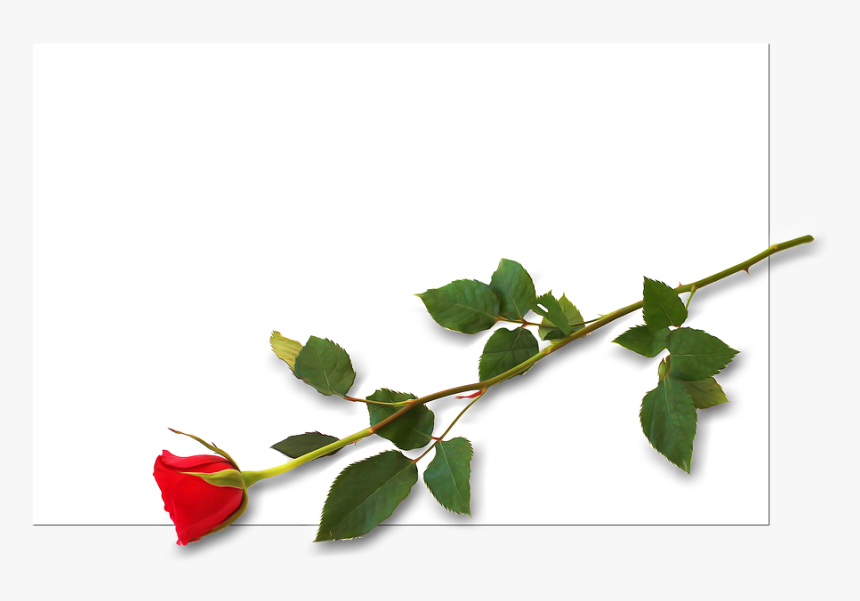 Driven, Placecard, Celebration, Background, Invitation - Evergreen Rose, HD Png Download