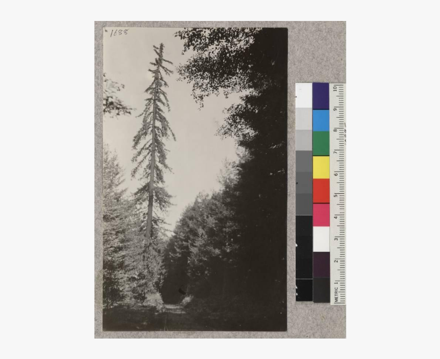 Along Line Of Railroad Of American Redwood Company, - Birch, HD Png Download