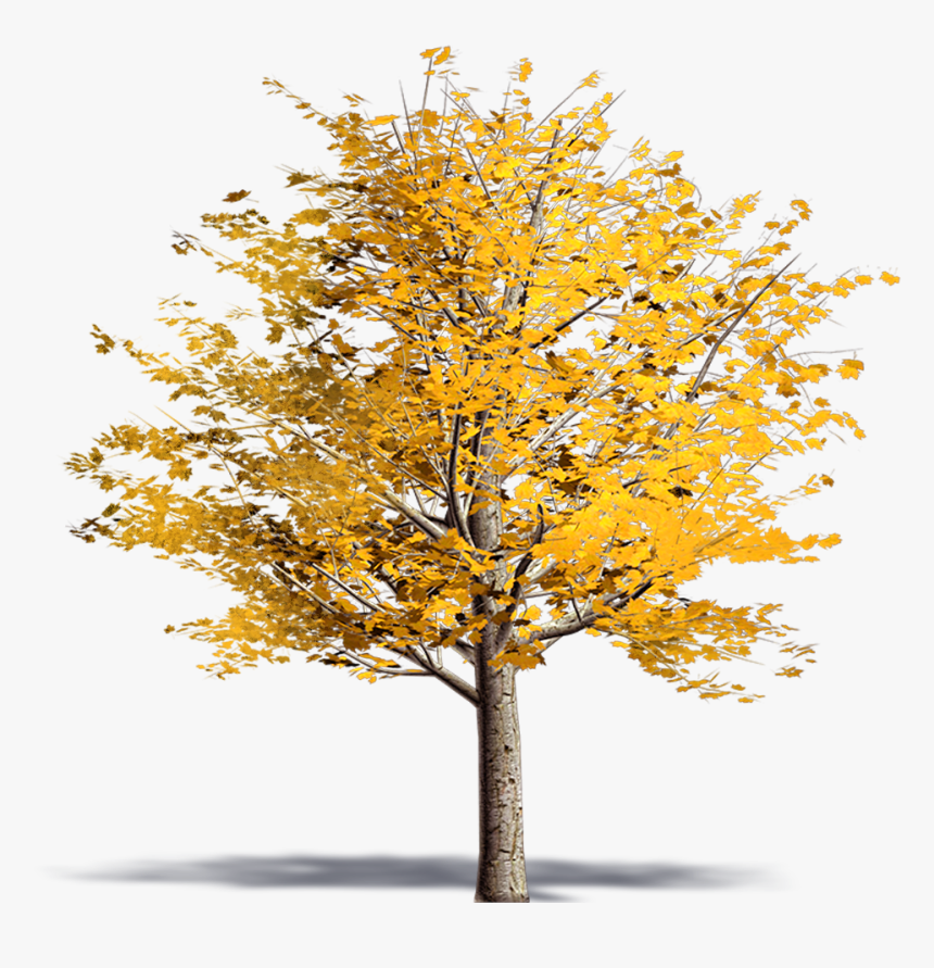 Norway Maple - Ginkgo Biloba Tree Png, Transparent Png