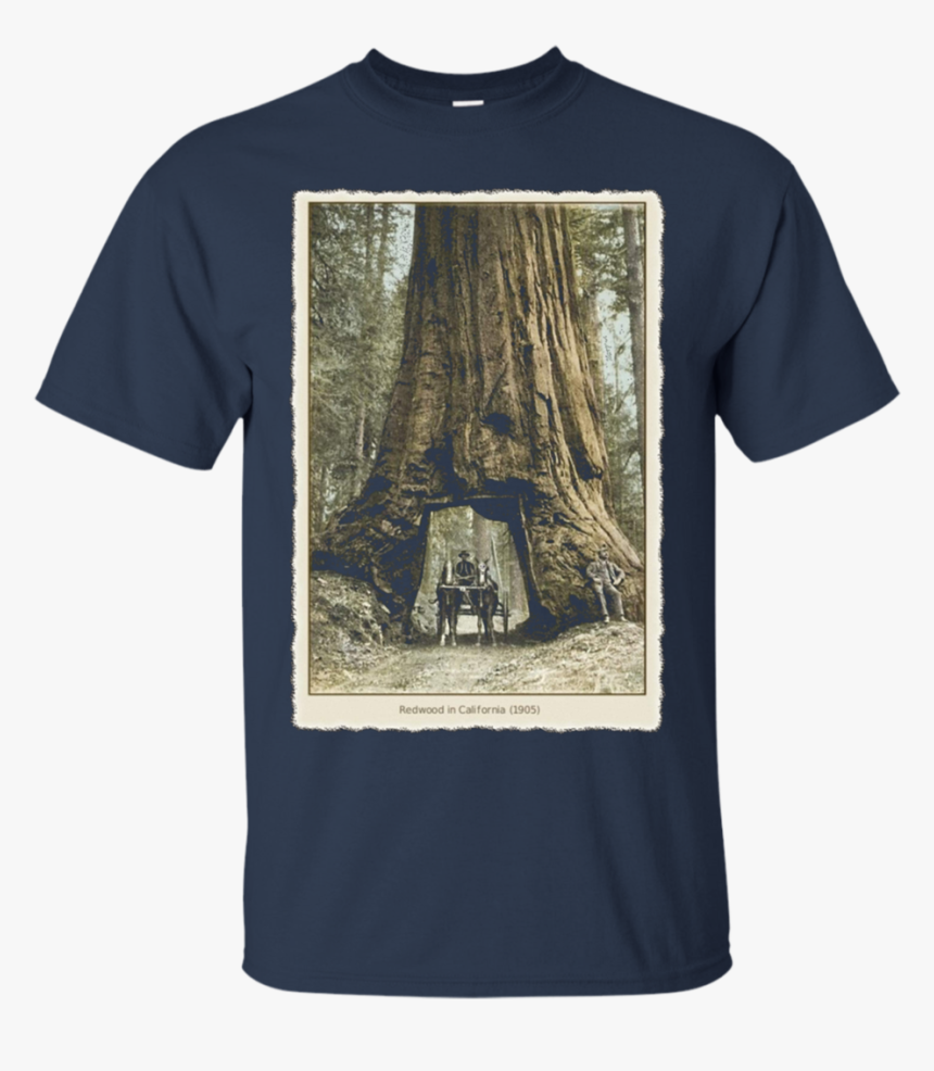 Transparent Redwood Tree Png - T Shirt Gucci 4xl, Png Download