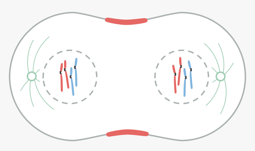 File - Telofase - Circle, HD Png Download