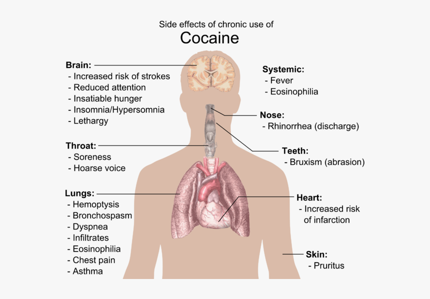 Do Drugs Affect The Body, HD Png Download