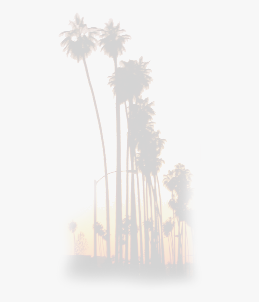 Borassus Flabellifer, HD Png Download