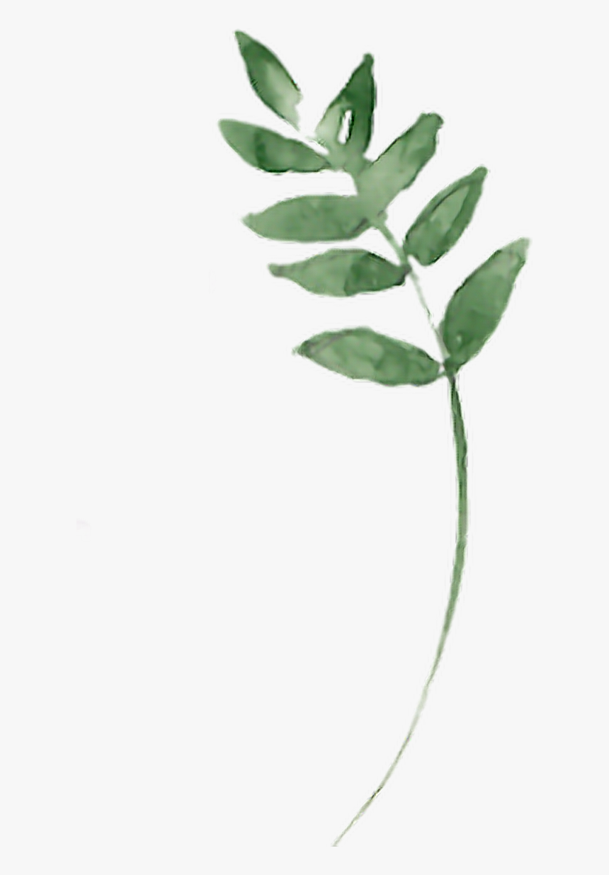 #twig #branches #branch #aquarelle #leaf #leaves #green - Bay Laurel, HD Png Download