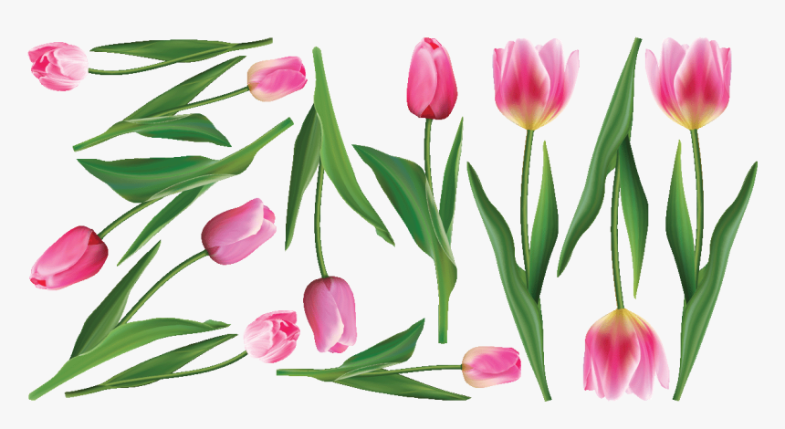 Sprenger's Tulip, HD Png Download