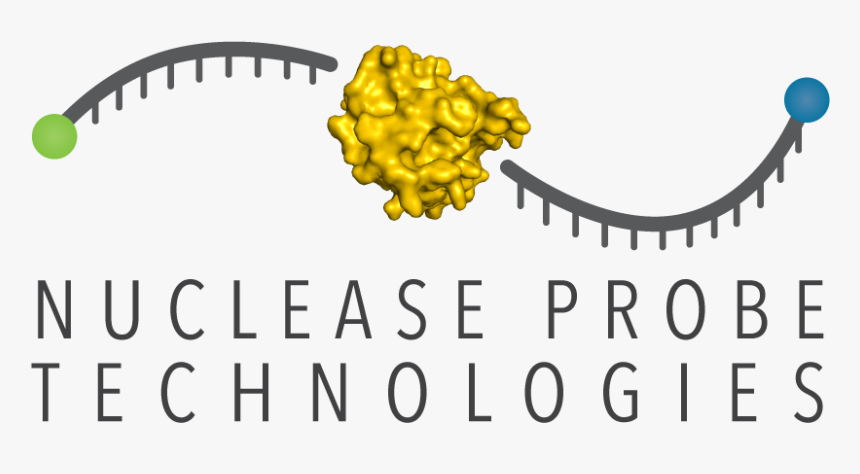 Tree, HD Png Download