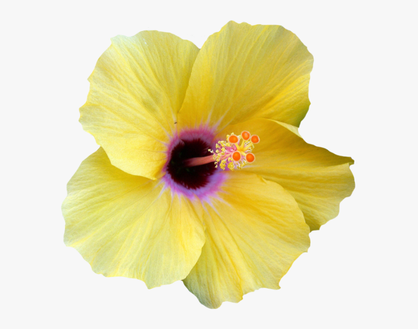 Transparent Hibiscus Border Png - Yellow Transparent Hibiscus Flower, Png Download