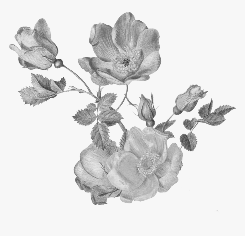 Garden Roses, HD Png Download
