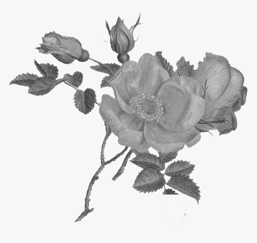 Garden Roses, HD Png Download