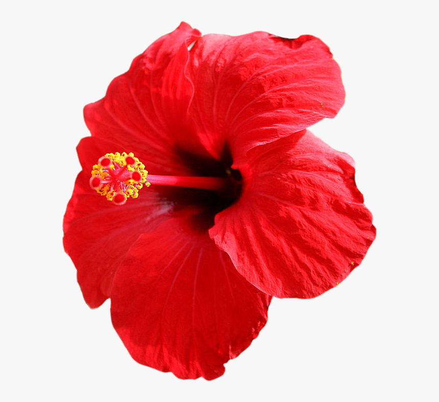 Thumb Image - Beautiful Hibiscus Flower, HD Png Download