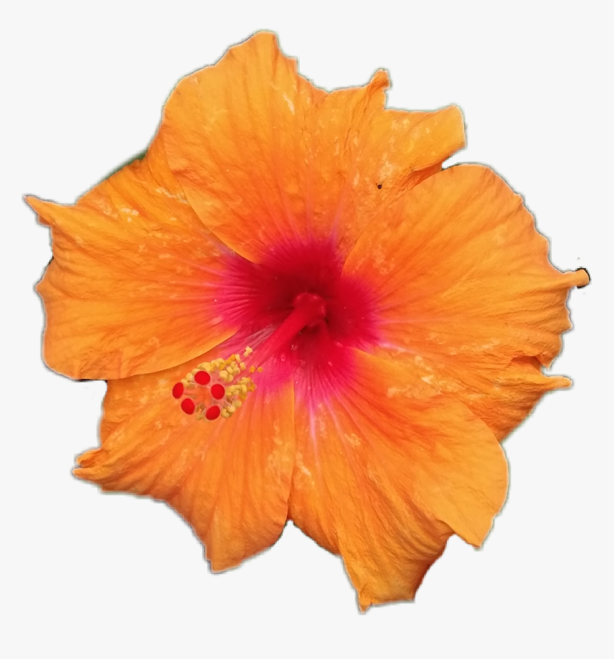 #joba - Orange Flower White Background, HD Png Download