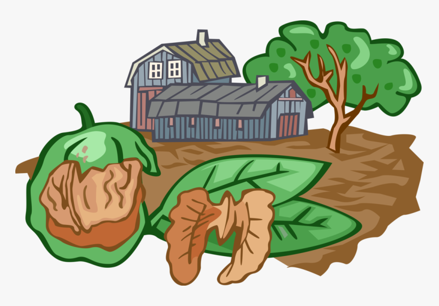 Vector Illustration Of Walnut Nut Farming With Barn, HD Png Download