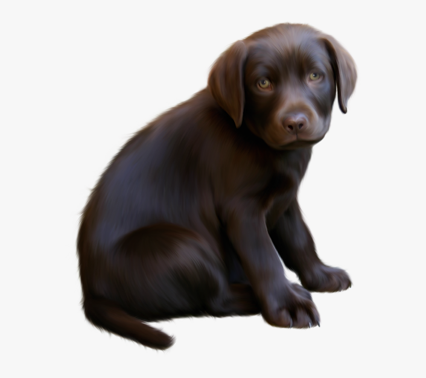 Cute Little With Blue - Brown Dog Png, Transparent Png
