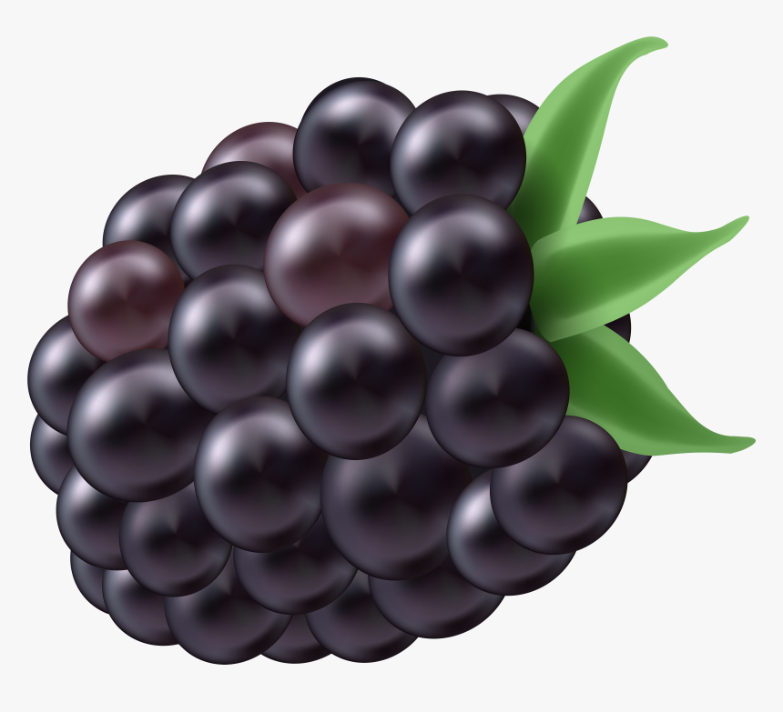 Transparent Grapevine Clipart - Desenho De Uma Amora, HD Png Download