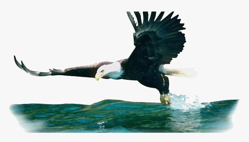 Cut Out Birds - Consumer Photo Ecosystem, HD Png Download