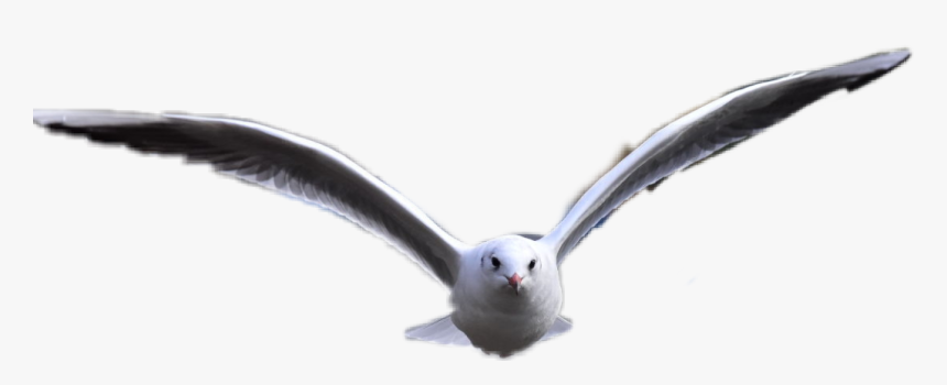 Bird Freetoedit - European Herring Gull, HD Png Download