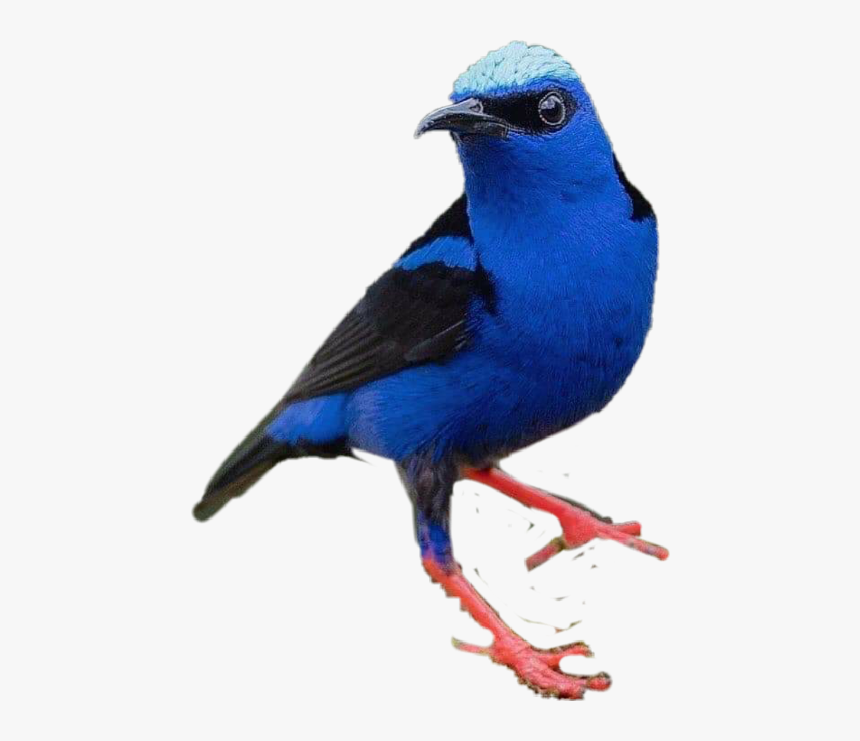 Bird Freetoedit - Mountain Bluebird, HD Png Download