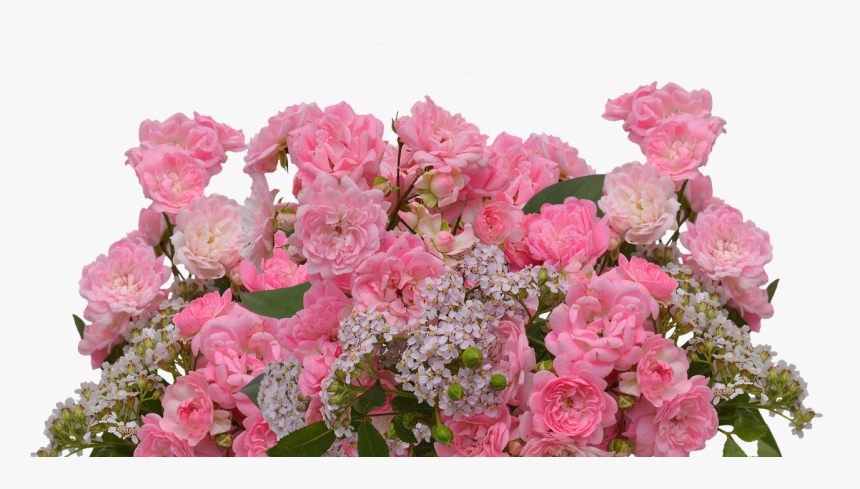 Roses Love Pink Roses Free Photo - Rose, HD Png Download