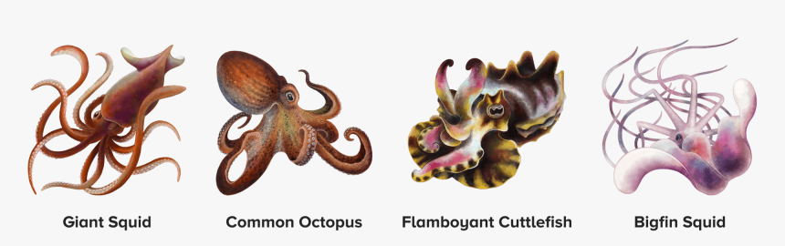 Transparent Squid Transparent Png - Octopus, Png Download