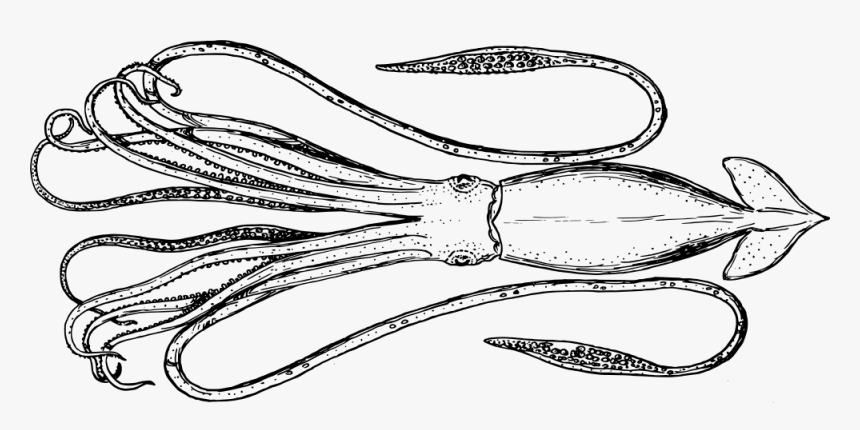 Squid - Cephalopod, HD Png Download