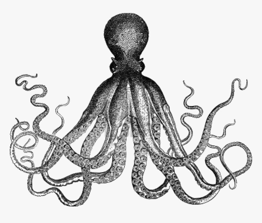 Octopus Antique Kraken Clip Art - Vintage Clip Art, HD Png Download