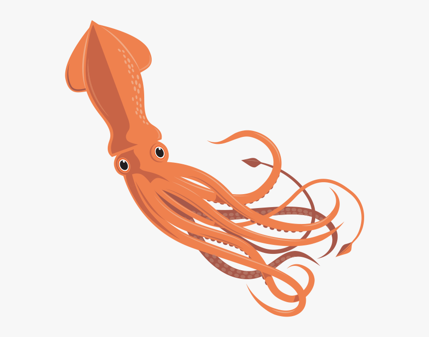 Squid Vector - Moluscos Con Concha Interna, HD Png Download