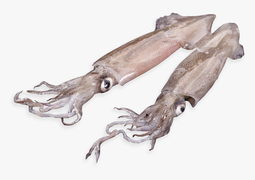 Patagonian Squid - Giant Squid, HD Png Download