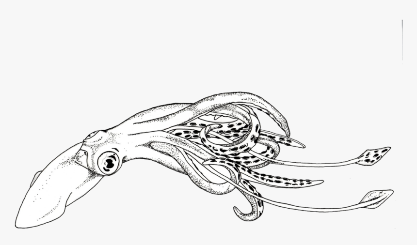 Squid - Sketch - Squid Black And White Clipart, HD Png Download