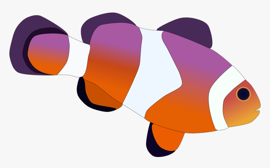 Clown Fish, Coral, Underwater, Nemo, Aquarium, Water - Clown Fish Graphic No Background, HD Png Download