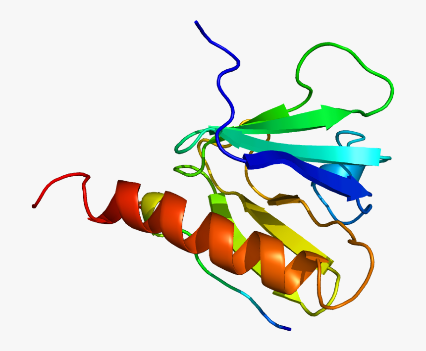 Protein Irs1 Pdb 1irs, HD Png Download