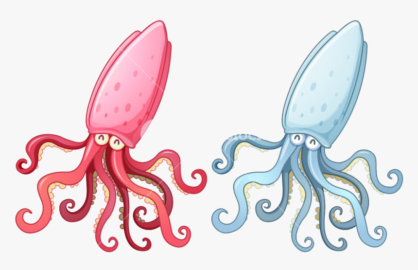 Squid Png Photo Background, Transparent Png