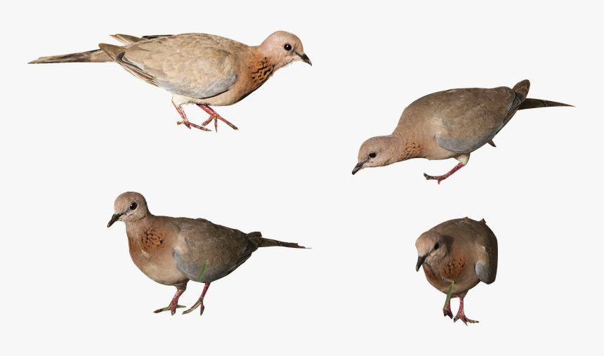 Birds, Isolated Background, High Resolution, Nature, HD Png Download