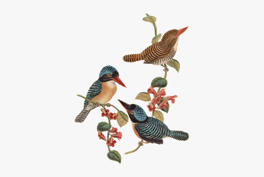 Bird, Birds, Branch, Flowers, Vintage, Isolated, HD Png Download