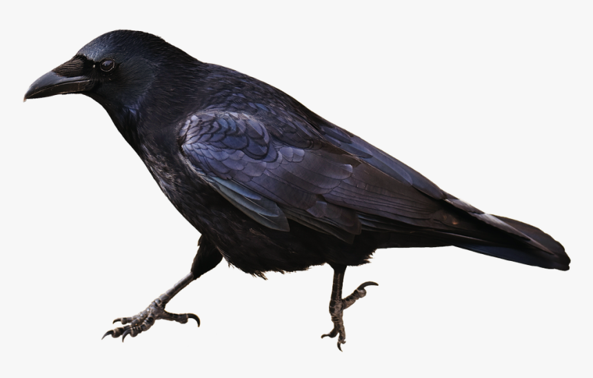 Isolated, Crow, Bird, Carrion Crows, Animal, HD Png Download