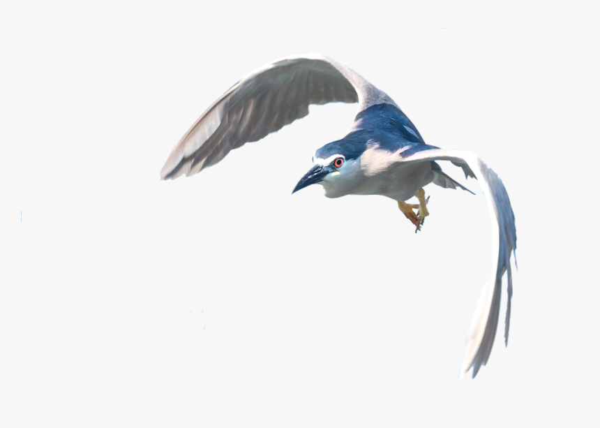 Heron, Flight, Isolated, Bird, Plumage, Water Bird, HD Png Download