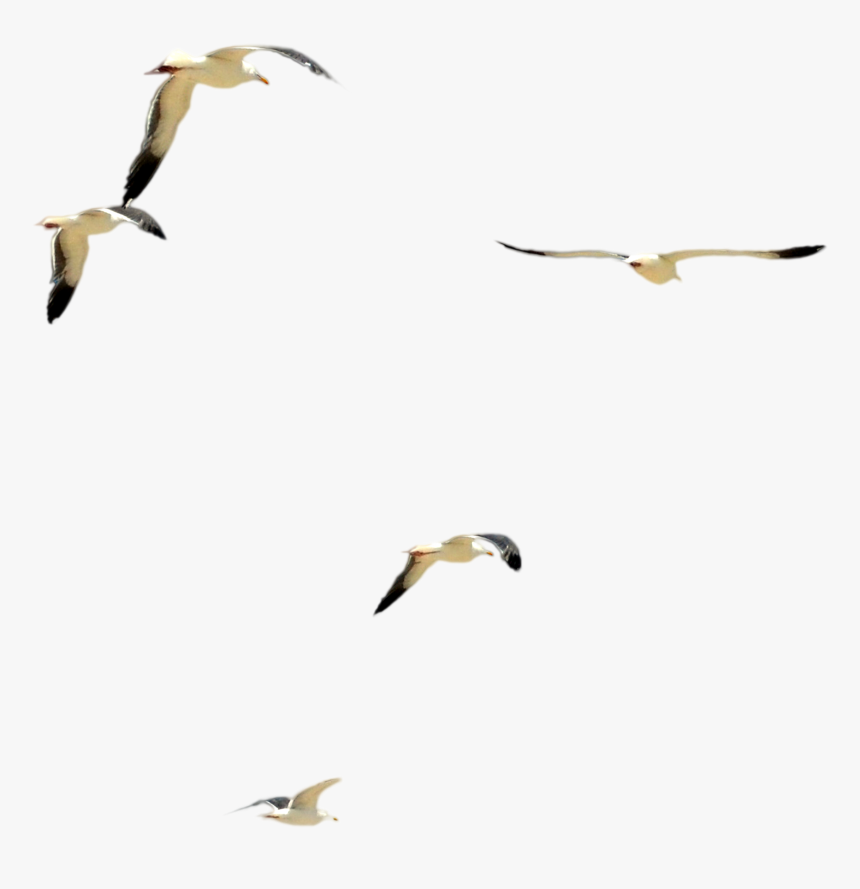 Water Bird Flock, HD Png Download