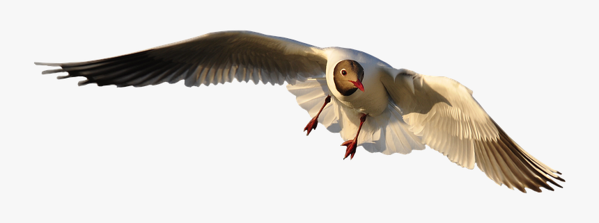 Animal, Bird, Seagull, Fly, Isolated, Wing, Freedom, HD Png Download