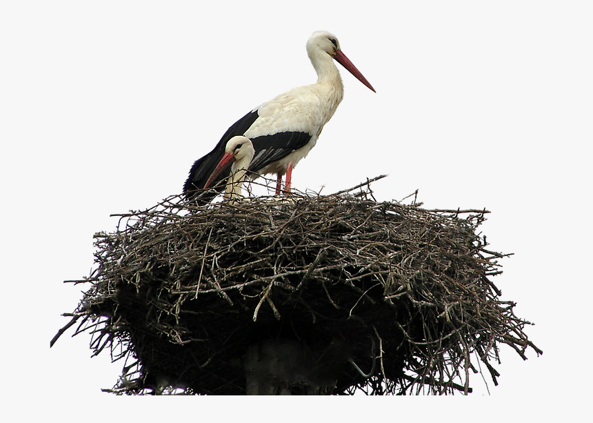 Isolated, White, Stork, Nest, Bird, Nature, Wildlife, HD Png Download